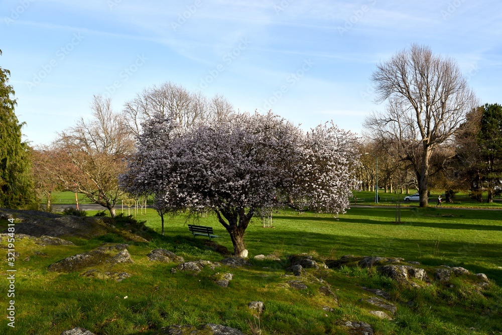 Obraz premium tree in spring