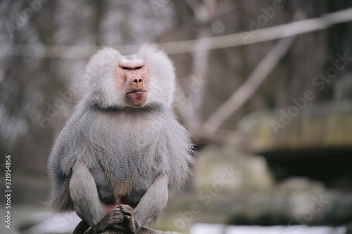 Closeup shot of a male hamadryas baboon with a beautiful silver cape and fierce eyes
