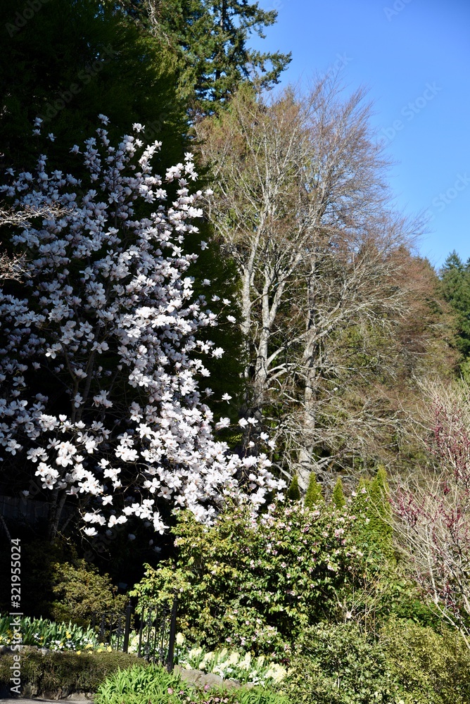 tree in early spring