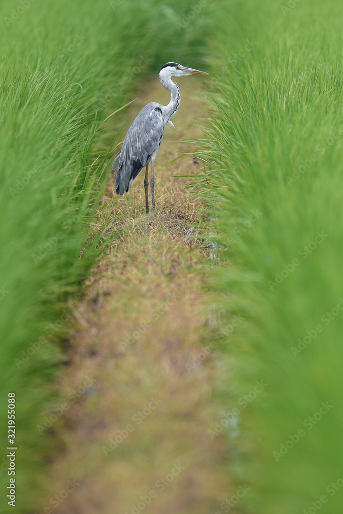 Fototapeta premium grey heron hiding in a green rice field an looking for a prey