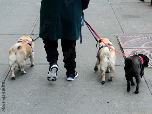 A person walks three pug dogs on leashes on the asphalt sidewalk. Pugs are fawn and black colors.