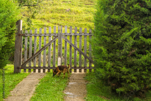 old bridge dog