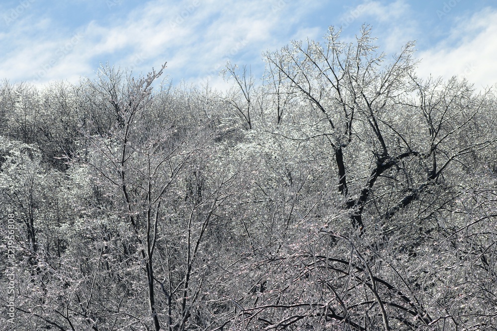 Winter view in Montreal, Canada, near the Mount Royal mountain covered by forest (a natural park) with ice-covered trees after icy rain. Winter view in Montreal, Canada, near the Mount Royal mountain covered by forest (a natural park) with ice-covered trees after icy rain.