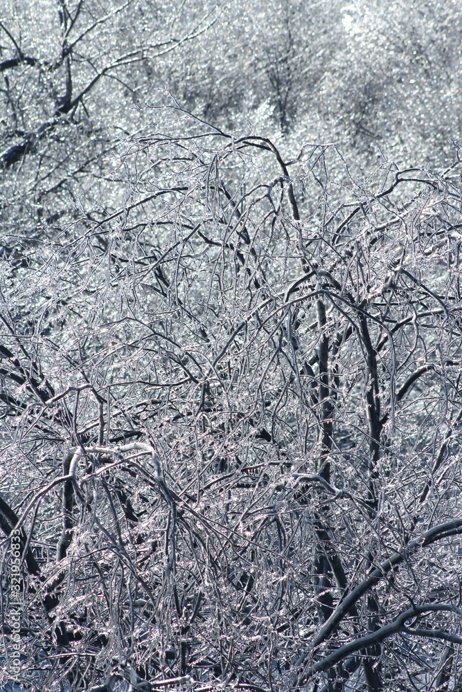 Winter view in Montreal, Canada, near the Mount Royal mountain covered by forest (a natural park) with ice-covered trees after icy rain. Winter view in Montreal, Canada, near the Mount Royal mountain covered by forest (a natural park) with ice-covered trees after icy rain.