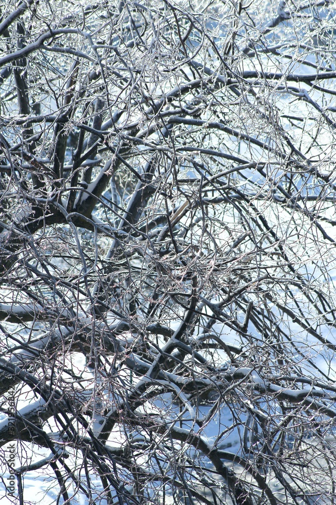 Obraz premium Winter view in Montreal, Canada, near the Mount Royal mountain covered by forest (a natural park) with ice-covered trees after icy rain.