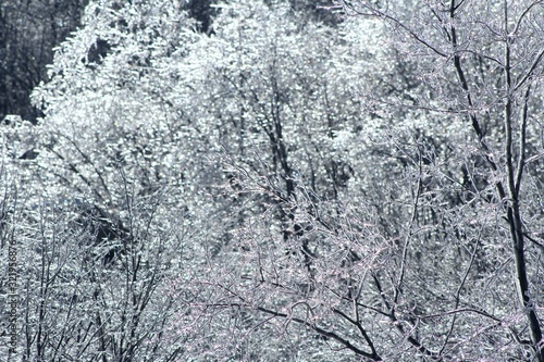 Winter view in Montreal, Canada, near the Mount Royal mountain covered by forest (a natural park) with ice-covered trees after icy rain.
