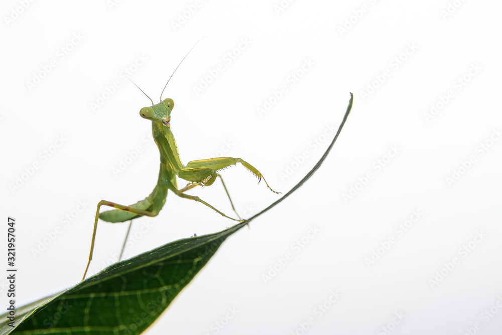 tiny praying mantis baby on a leaf isolated tiny praying mantis baby on a leaf isolated