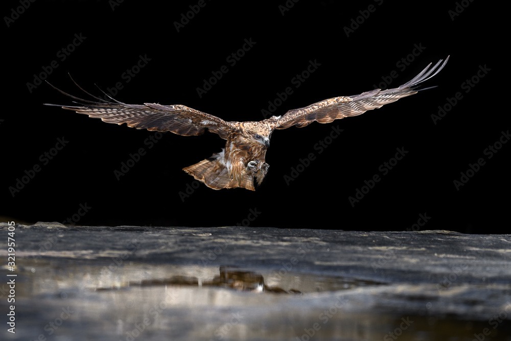 Fototapeta premium Black kite catching a fish in the sea