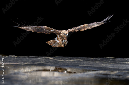 Black kite catching a fish in the sea