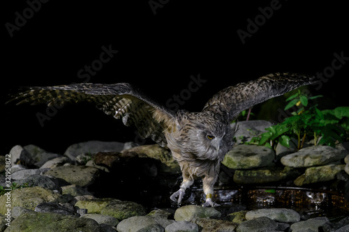 hunting Blakiston's fish owl portrait photo