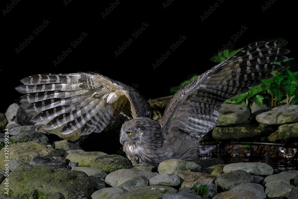 Fototapeta premium hunting Blakiston's fish owl portrait