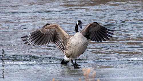 canada goose on the lake