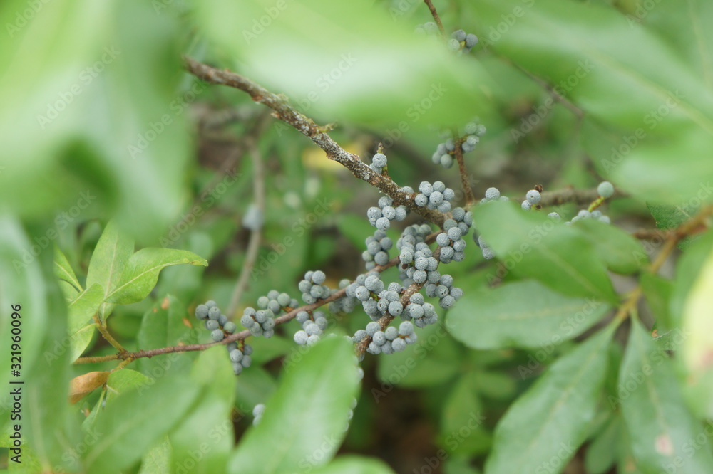 Obraz premium Bayberries (Myrica pensylvanica)