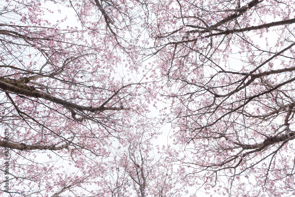 空に向かって伸びる啓翁桜 空に向かって伸びる啓翁桜