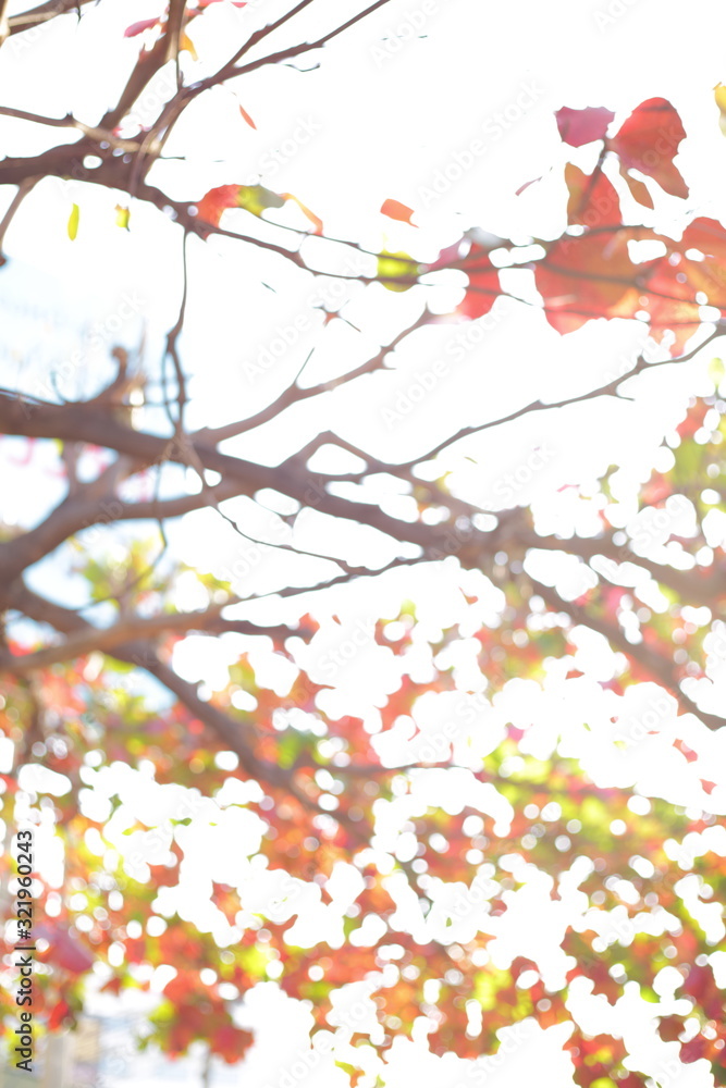 Fototapeta premium autumn tree in the morning day, abstract image of blur bokeh in nature