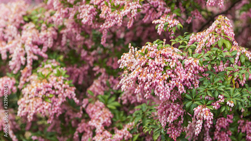 ピンク色の馬酔木の花
