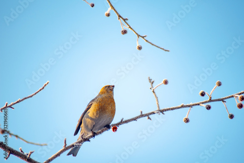 wild forest bird sitting on a branch with berries against the blue sky