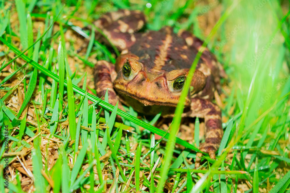 Fototapeta premium frog in grass