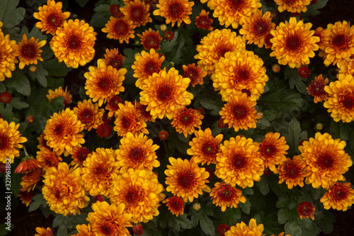 Orange chrysanthemum flowers in the botanical garden.