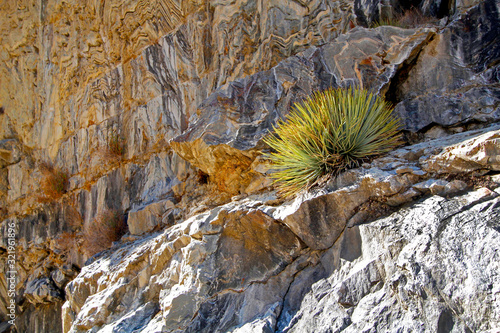 Lone clump of grass growing in rock cliff in Kings Canyon, California