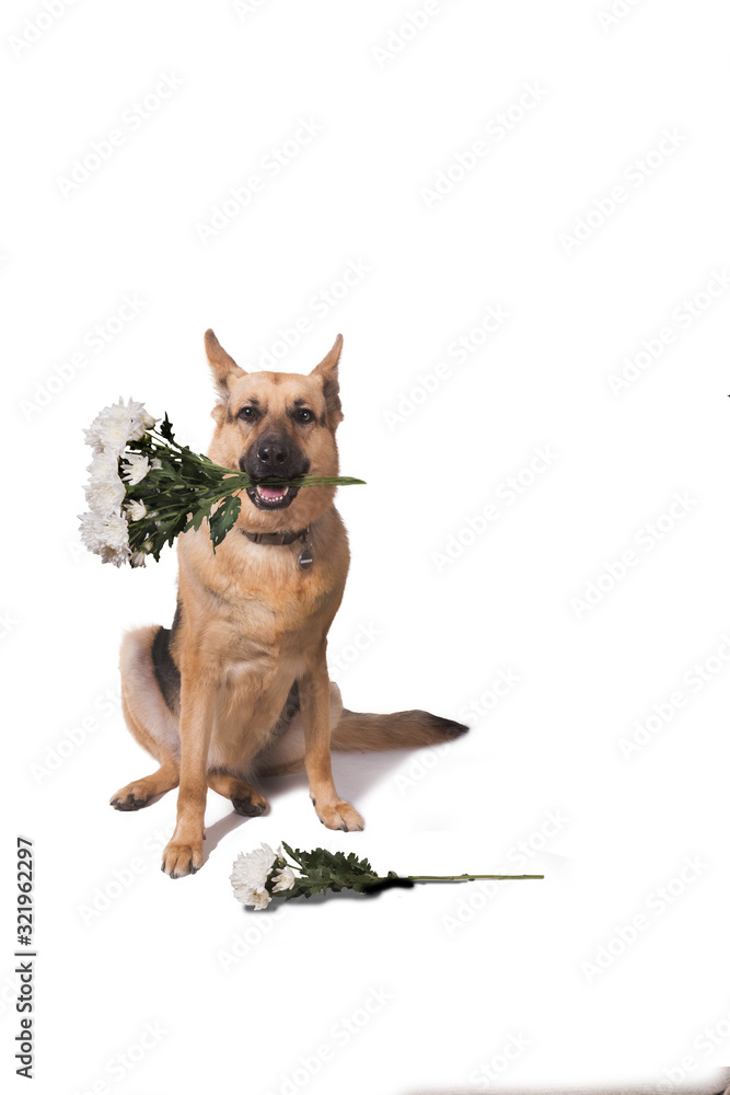 Dog German shepherd breed sits with a bouquet of white chrysanthemums in his teeth. Isolated on white background