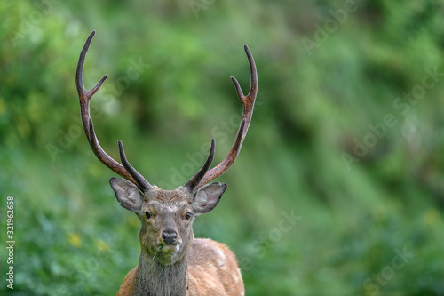 male sika deer portrait