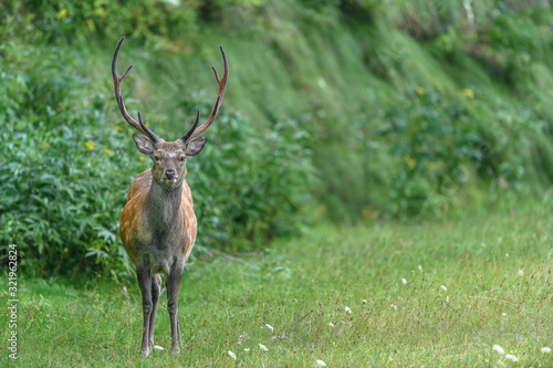 male sika deer portrait