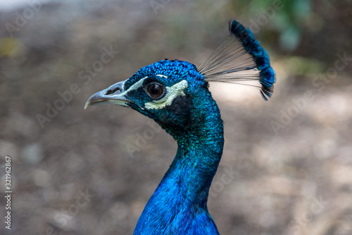 A close up of a adult male peacock or Peafowl head in the Australia Zoo, Queensland, Sunshine Coast - The Home of the Crocodile Hunter. These birds walking free around the zoo and playing foto model .