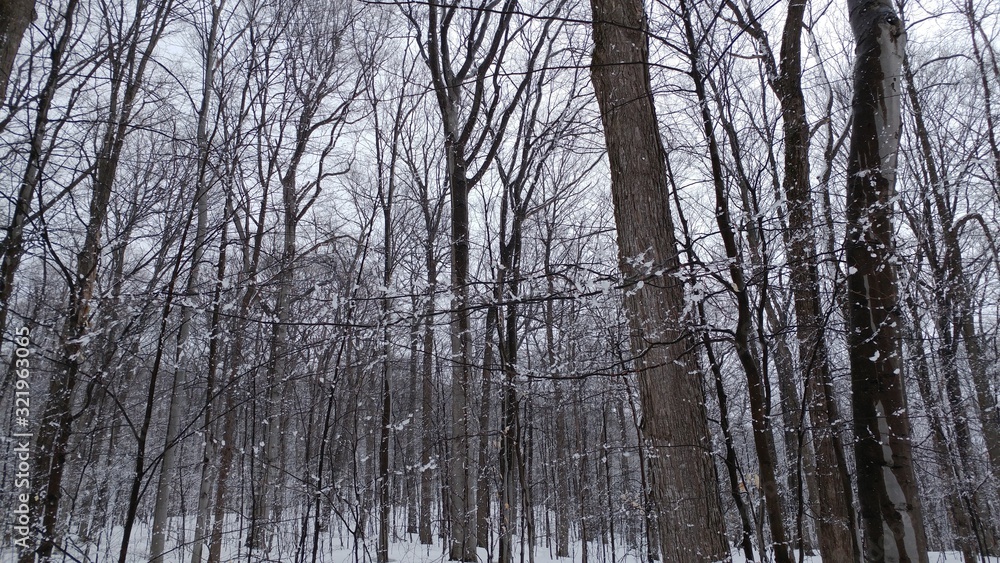 trees in winter trees in winter