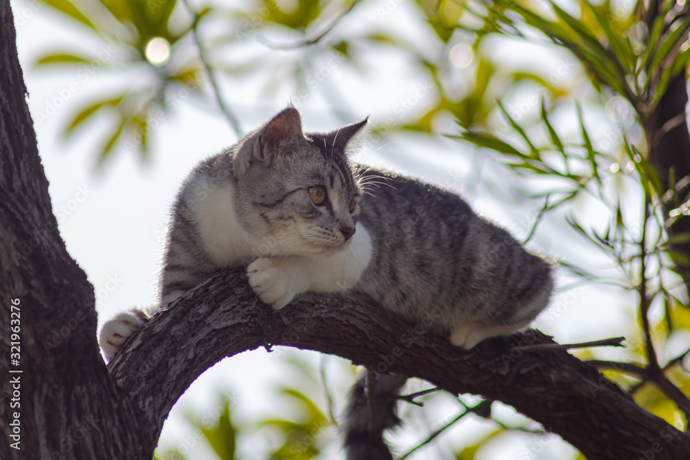 Little Kitten lies on a branch in the tree. Adorable cat rest in the trees and waiting for the next hunt. Beautiful female cat climb on branches. young kitten with Black and white hide on a green tree Little Kitten lies on a branch in the tree. Adorable cat rest in the trees and waiting for the next hunt. Beautiful female cat climb on branches. young kitten with Black and white hide on a green tree