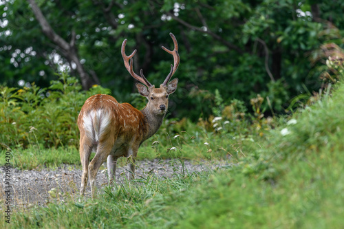 Male sika deer portrait