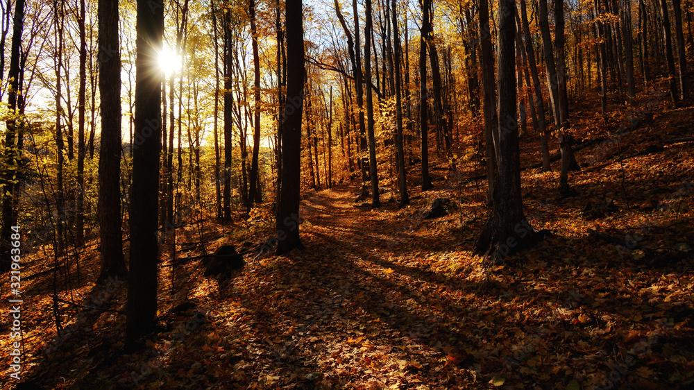 Obraz premium sunset in the forest