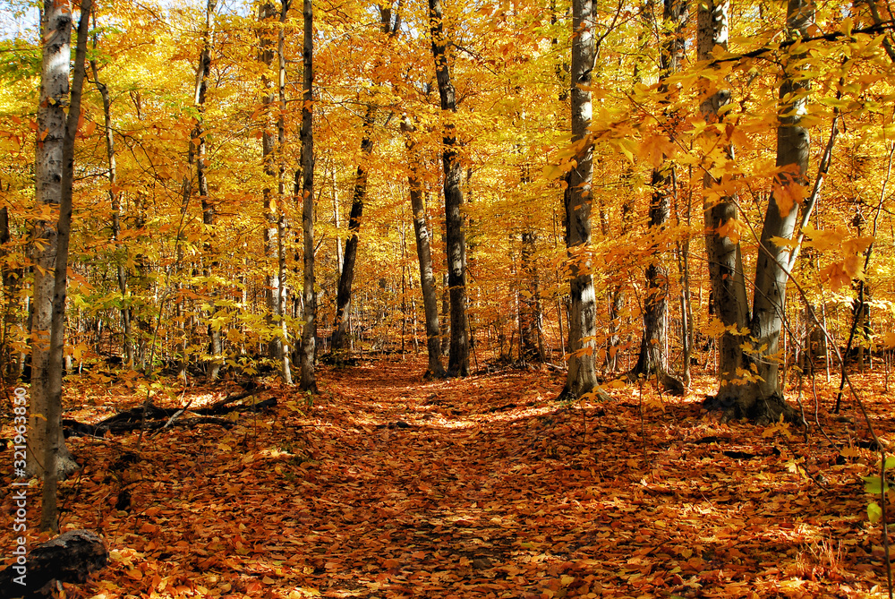 Obraz premium autumn in the forest