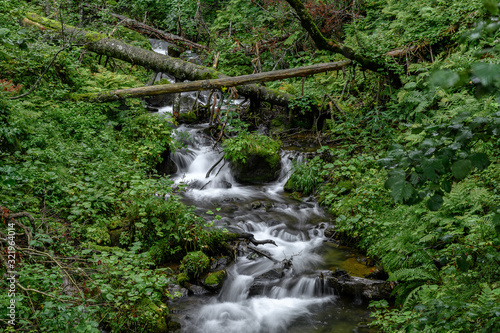 mossy river in the forest of Shiretoko