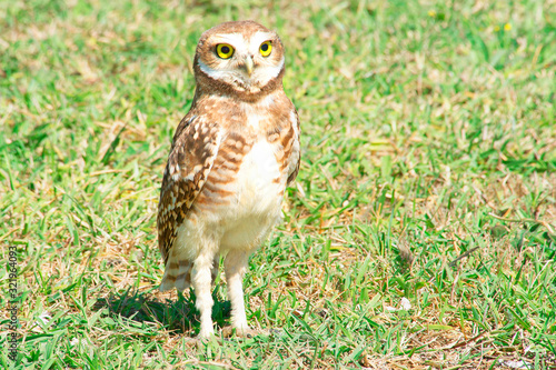 burrowing owl perched on the grass field        