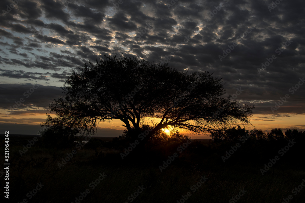 Atardercer arbol