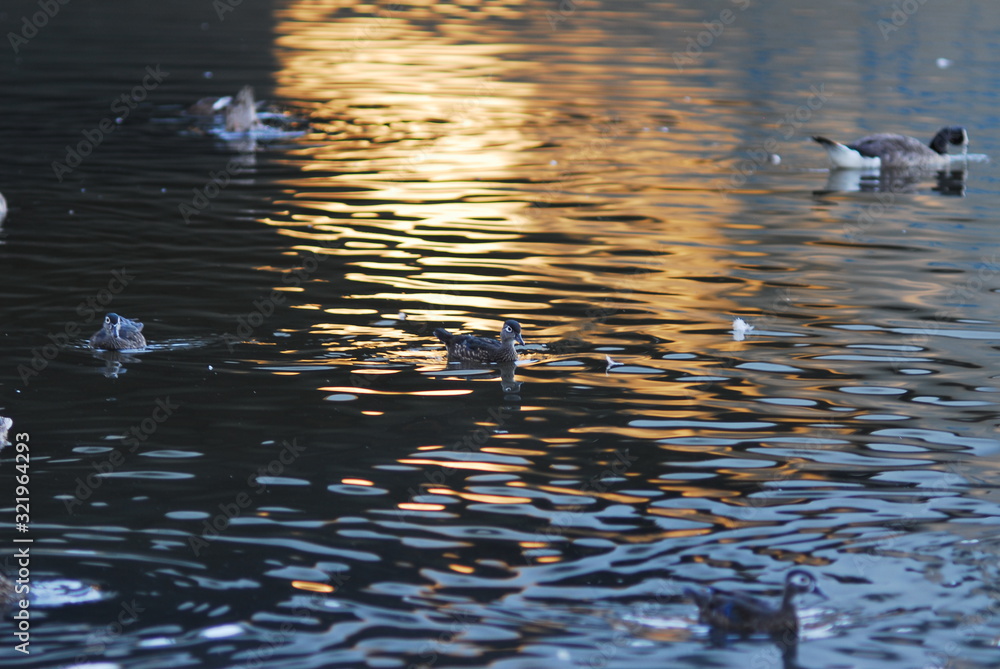 reflection in water reflection in water