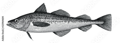 Illustration of Alaska pollock in a vintage style