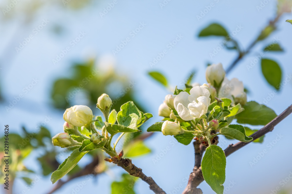 White blossoming apple trees on blue sky background.