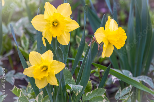 Fototapeta Naklejka Na Ścianę i Meble -  Yellow daffodils flowers on a green spring background. Narcissus pseudonarcissus