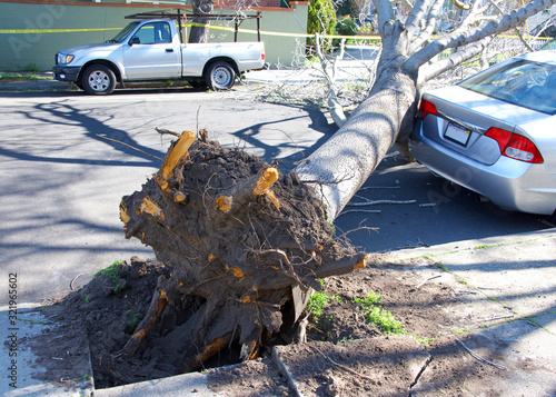 Large tree uprooted from sidewalk from high wind velocity. Laying across lanes of traffic, blocking the roadway. narrowly missing parked car on curb. photo