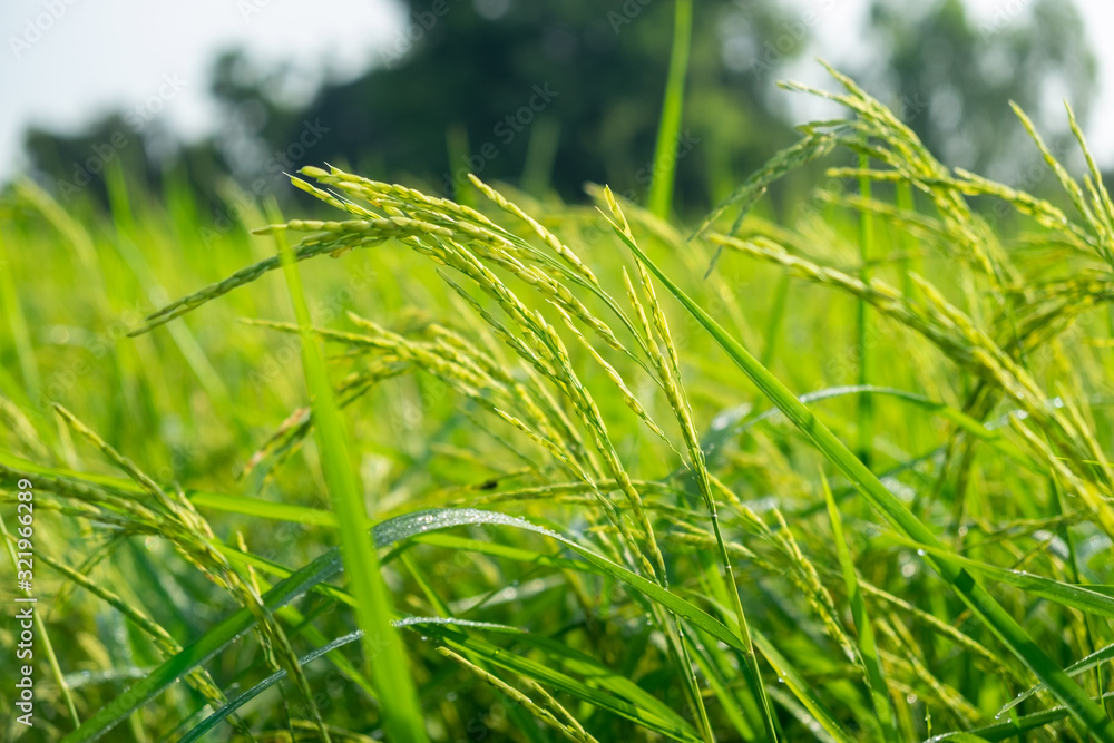Ears of rice that are not yet ready to harvest