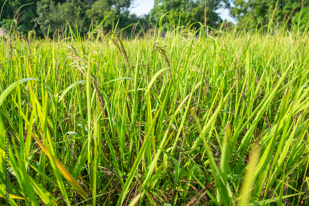 Fototapeta premium Ears of rice that are not yet ready to harvest. Riceberry. (Oryza sativa)