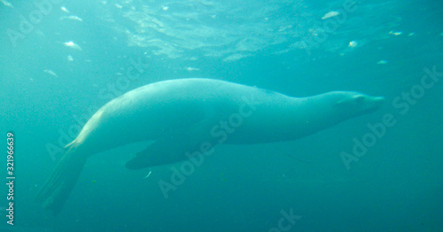 Animal Water Berck Sur Mer in Southern France - LIL