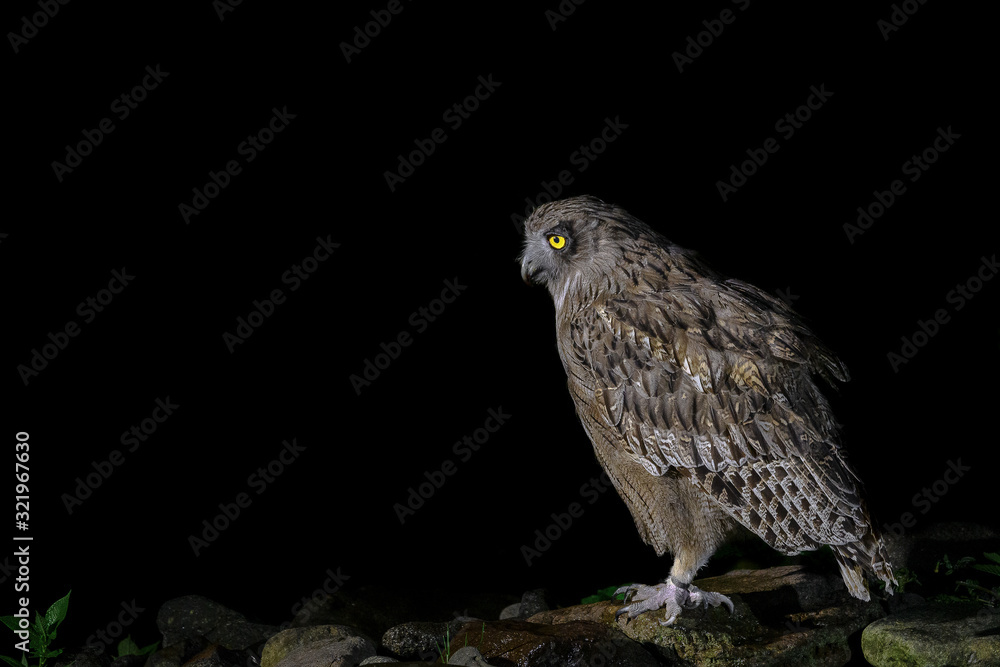 Blakiston's fish owl portrait Blakiston's fish owl portrait