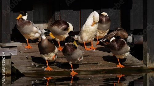 Ducks resting while standing on one leg on deck in the morning, CLOSE UP photo