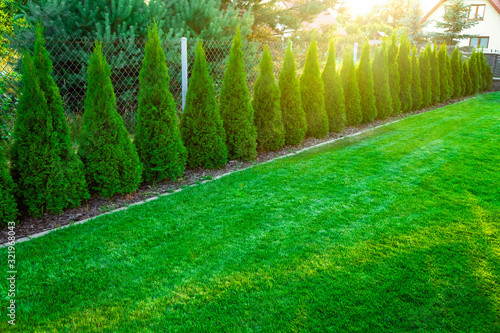 Green grass with thuja trees