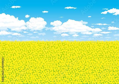 晴れた日の菜の花畑