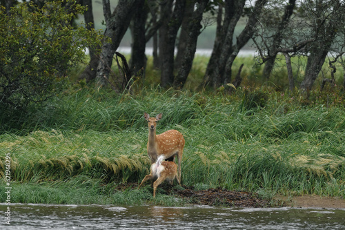 Fototapeta Naklejka Na Ścianę i Meble -  Mother sika deer feeding milk to fawn