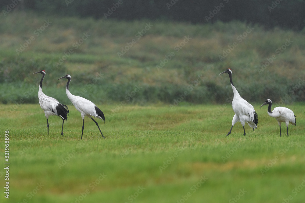 group of red crowned crane walking on the grass group of red crowned crane walking on the grass